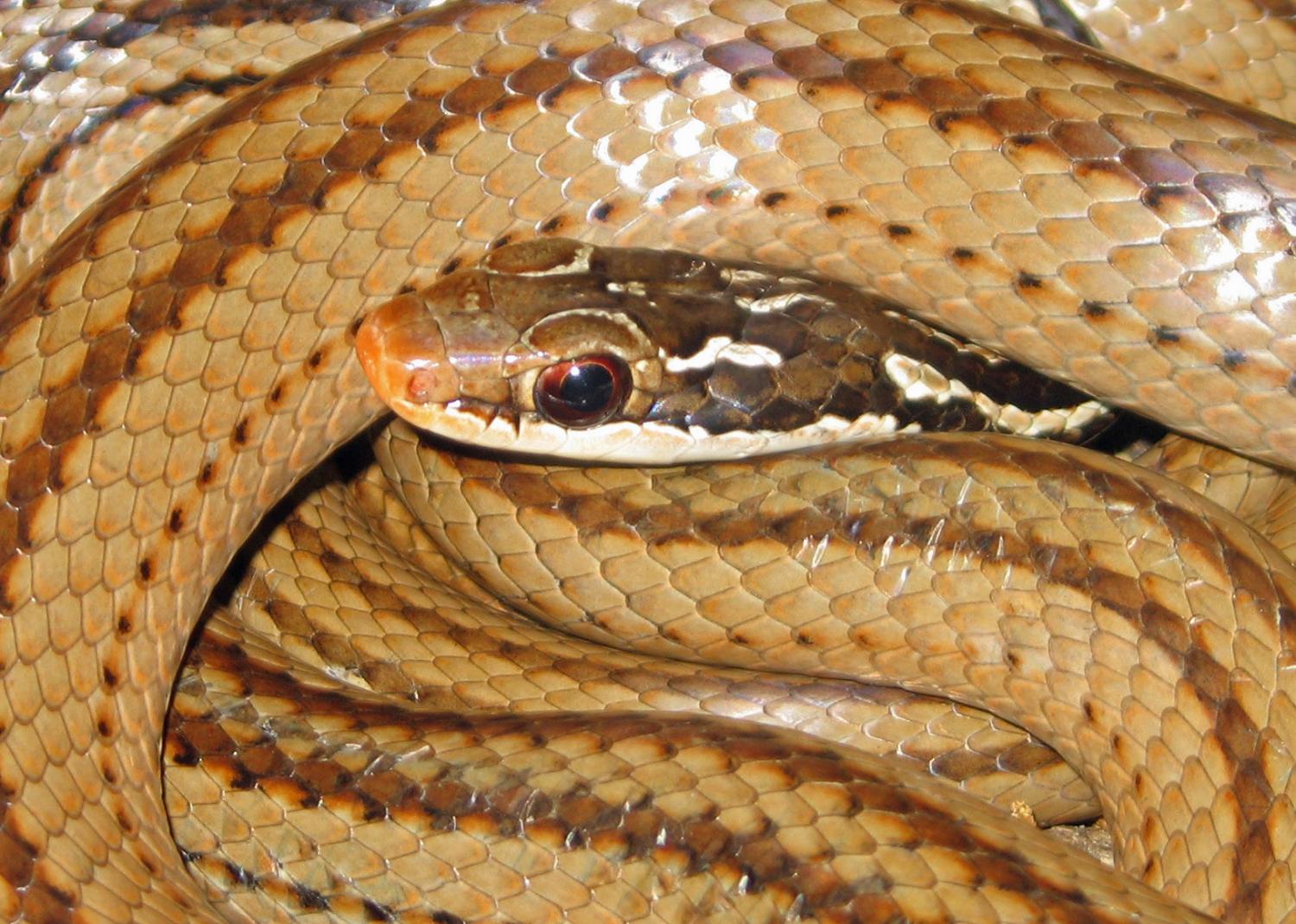 Dromicodryas quadrilineatus